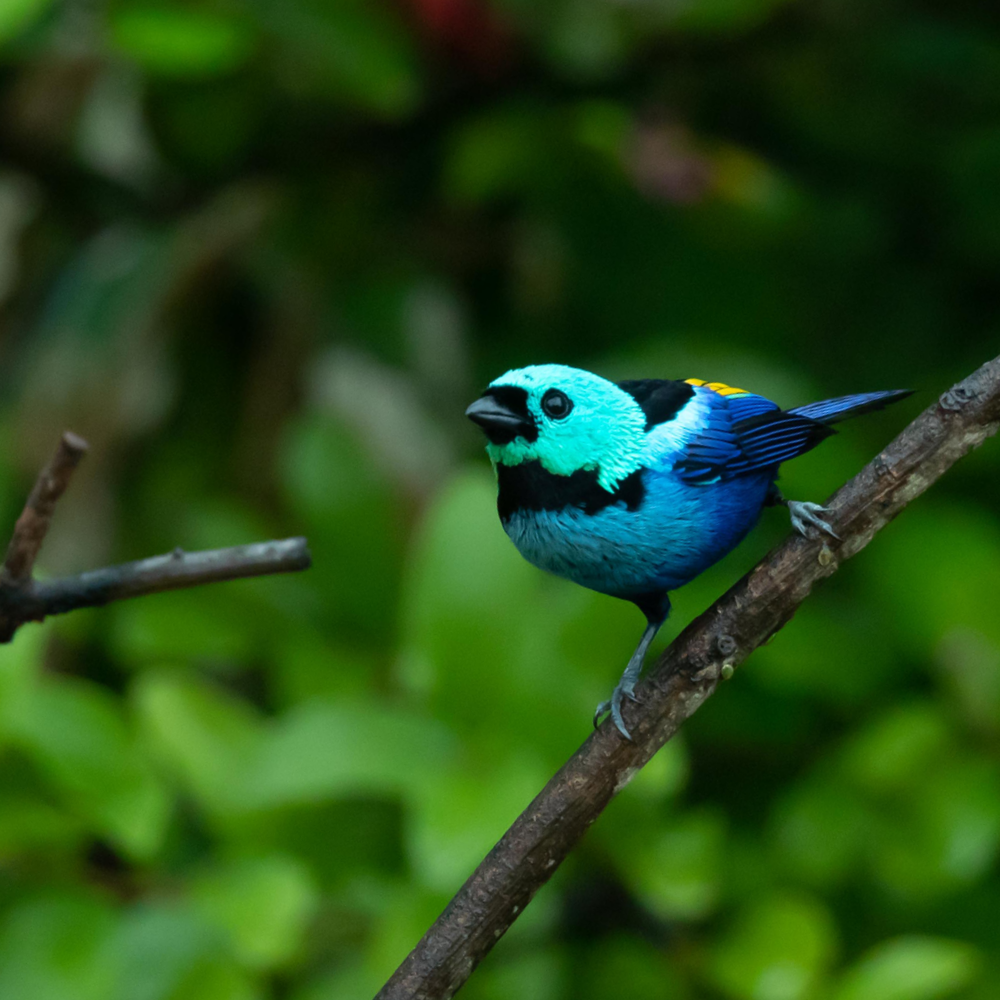 WWF BosjeBomen Website Beeld Tangare WWF-Webshop
