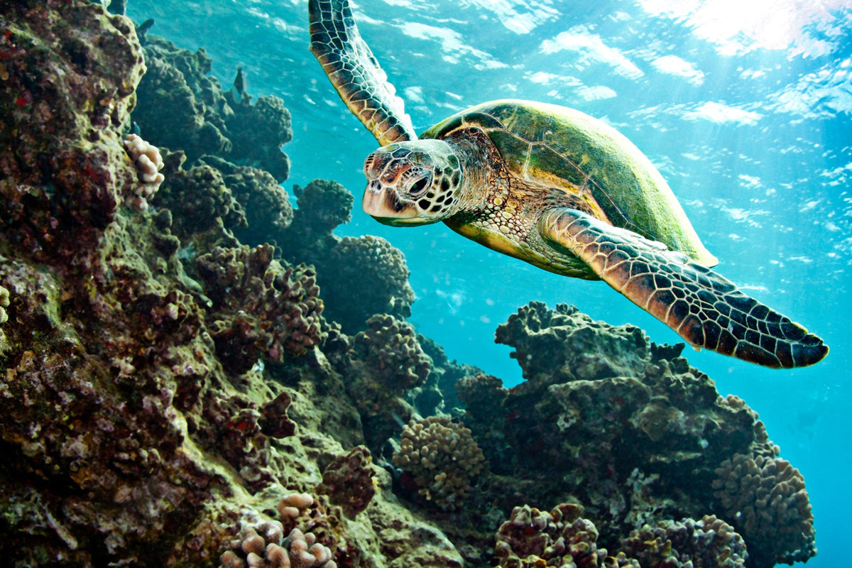Zeeschildpad