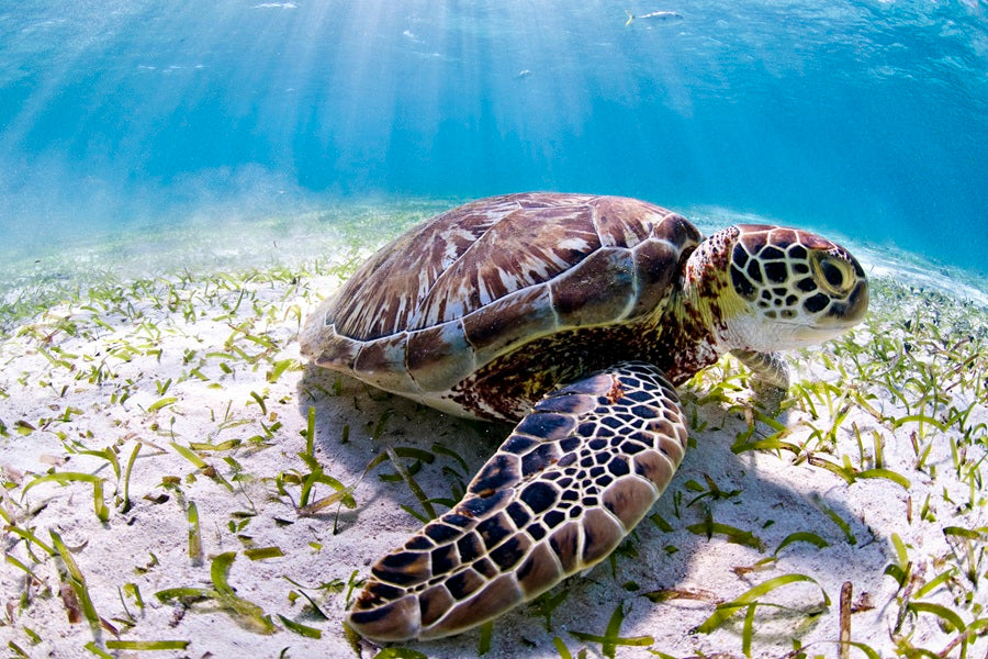 Zeeschildpad collectie WWF-webshop
