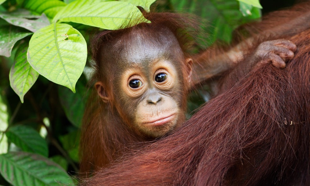 orang-oetan baby