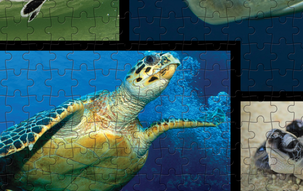Zeeschildpad puzzel detail WWF-Webshop