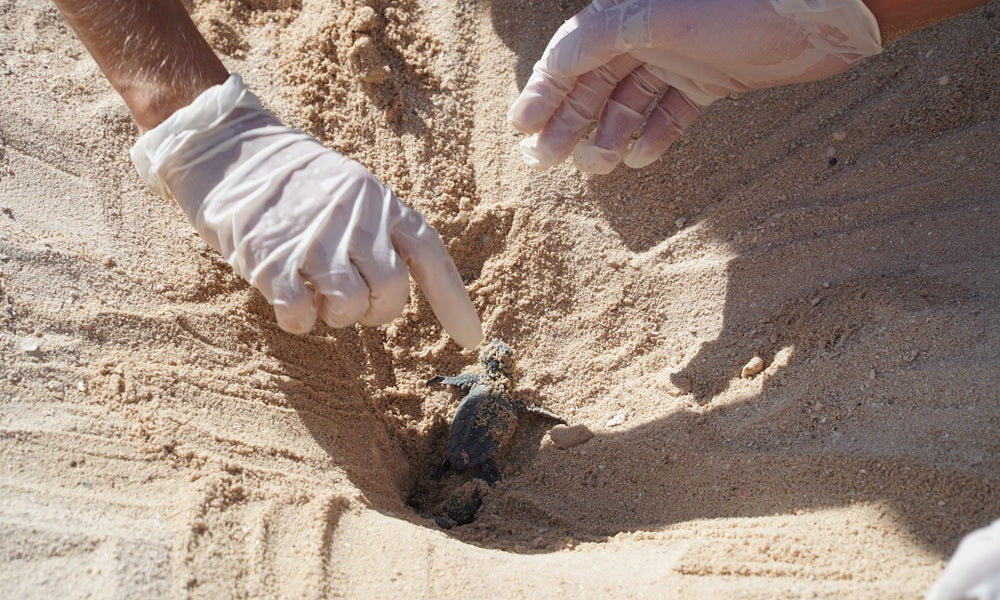 zeeschildpadje in zand